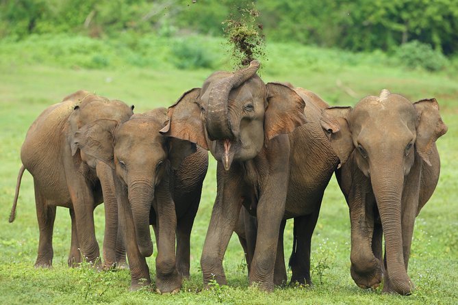 Udawalawe National Park